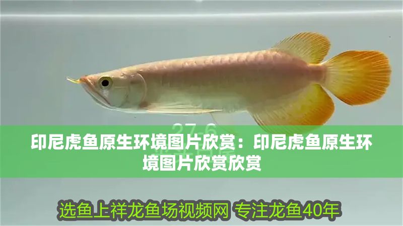 印尼虎魚原生環(huán)境圖片欣賞：印尼虎魚原生環(huán)境圖片欣賞欣賞