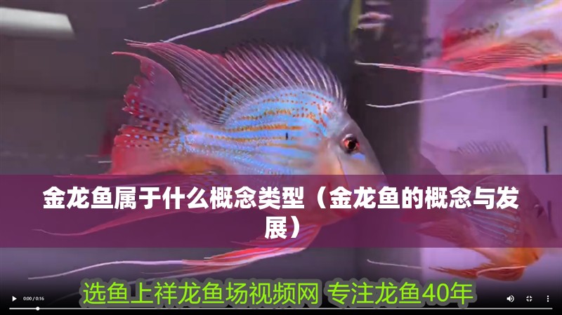 金龍魚屬于什么概念類型（金龍魚的概念與發展）