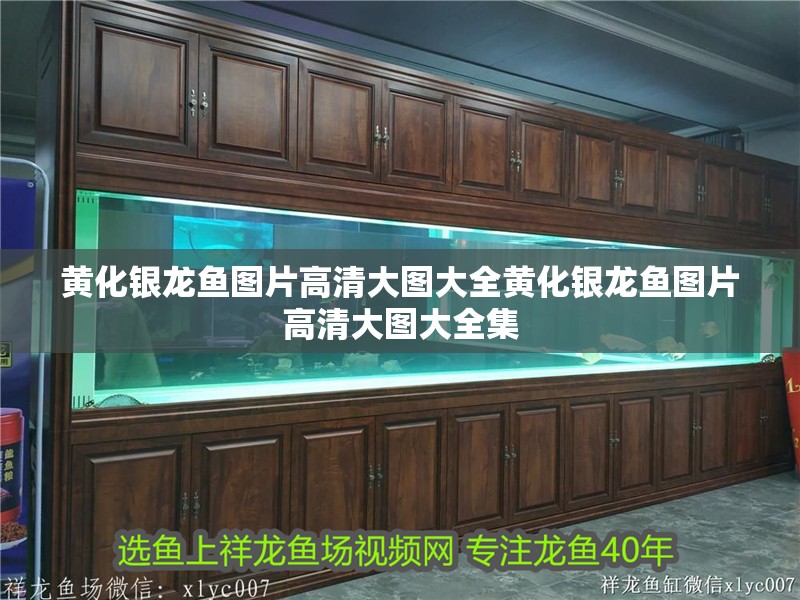 黃化銀龍魚圖片高清大圖大全黃化銀龍魚圖片高清大圖大全集 黃化銀龍魚圖片高清大圖大全黃化銀龍魚圖片高清大圖大全集 銀龍魚百科