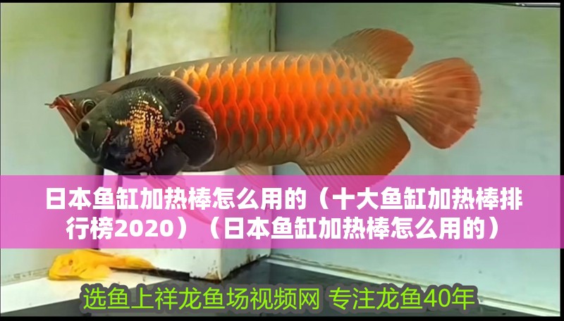 日本魚缸加熱棒怎么用的（十大魚缸加熱棒排行榜2020）（日本魚缸加熱棒怎么用的）