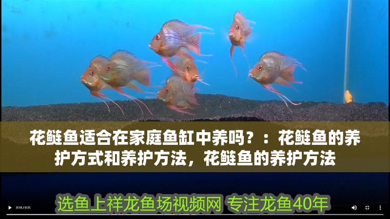花鰱魚適合在家庭魚缸中養嗎？：花鰱魚的養護方式和養護方法，花鰱魚的養護方法