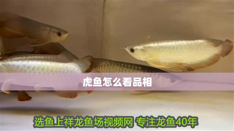 虎魚怎么看品相