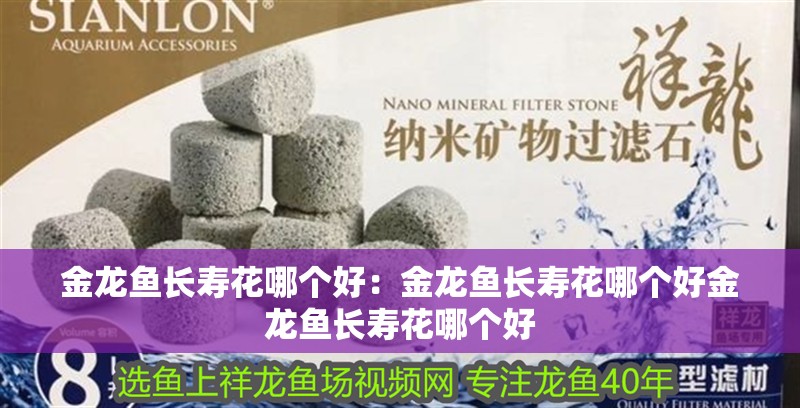 金龍魚長壽花哪個好：金龍魚長壽花哪個好金龍魚長壽花哪個好