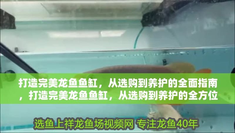 打造完美龍魚魚缸，從選購到養護的全面指南，打造完美龍魚魚缸，從選購到養護的全方位指南
