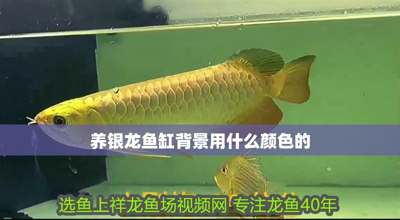 養銀龍魚缸背景用什么顏色的