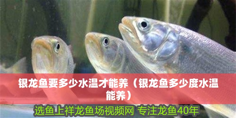 銀龍魚要多少水溫才能養(yǎng)（銀龍魚多少度水溫能養(yǎng)）