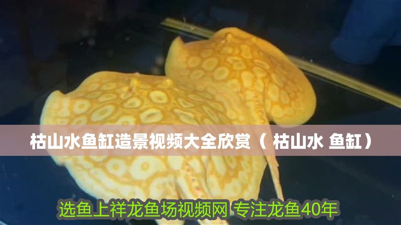 枯山水魚缸造景視頻大全欣賞（ 枯山水 魚缸）