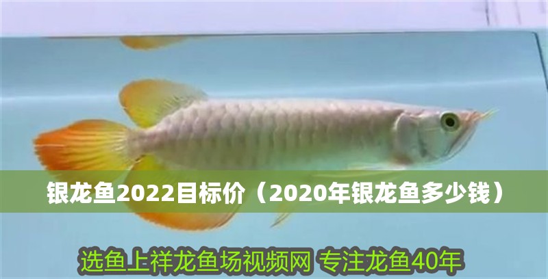 銀龍魚2022目標(biāo)價(jià)（2020年銀龍魚多少錢）