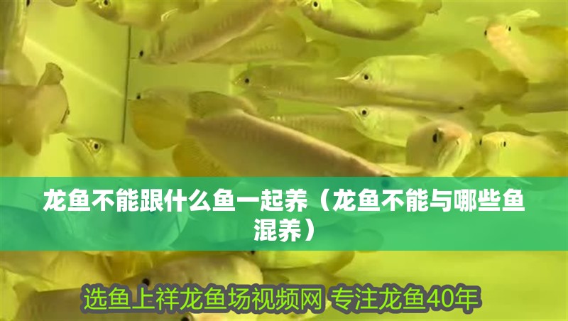 龍魚不能跟什么魚一起養（龍魚不能與哪些魚混養）