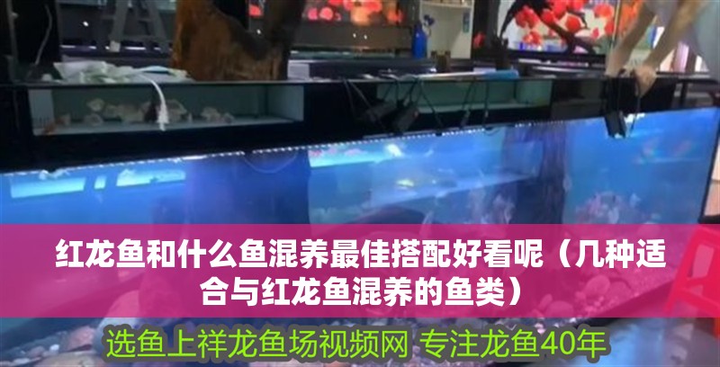 紅龍魚和什么魚混養最佳搭配好看呢（幾種適合與紅龍魚混養的魚類）