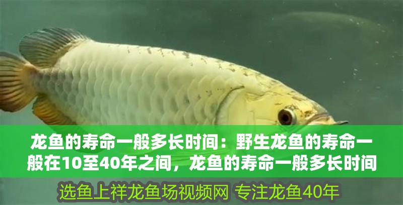 龍魚的壽命一般多長時間：野生龍魚的壽命一般在10至40年之間，龍魚的壽命一般多長時間