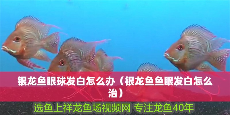 銀龍魚眼球發白怎么辦（銀龍魚魚眼發白怎么治）