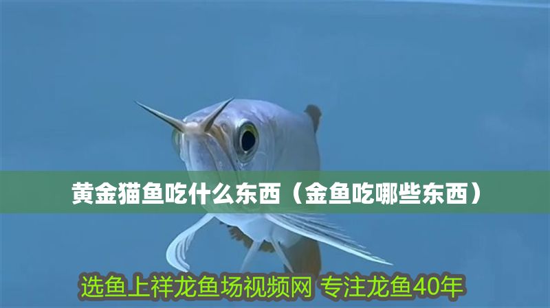 黃金貓魚吃什么東西（金魚吃哪些東西）