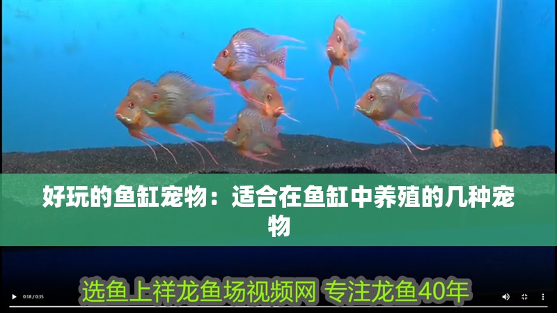 好玩的魚缸寵物：適合在魚缸中養(yǎng)殖的幾種寵物