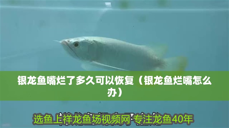 銀龍魚(yú)嘴爛了多久可以恢復(fù)（銀龍魚(yú)爛嘴怎么辦）