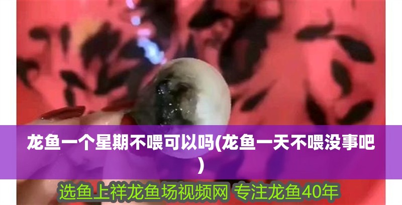 龍魚一個星期不喂可以嗎(龍魚一天不喂沒事吧)
