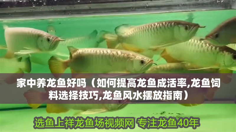 家中養龍魚好嗎（如何提高龍魚成活率,龍魚飼料選擇技巧,龍魚風水擺放指南）