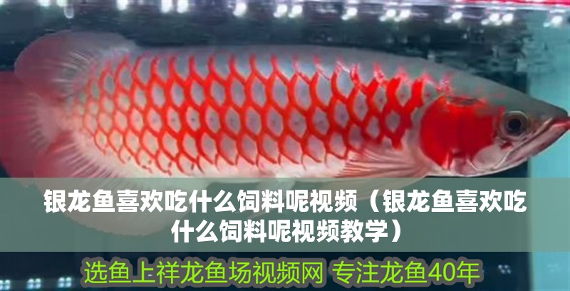 銀龍魚喜歡吃什么飼料呢視頻（銀龍魚喜歡吃什么飼料呢視頻教學）