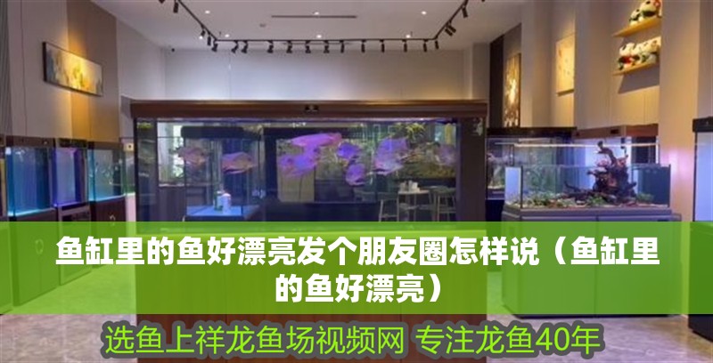 魚缸里的魚好漂亮發個朋友圈怎樣說（魚缸里的魚好漂亮） 魚缸里的魚好漂亮發個朋友圈怎樣說（魚缸里的魚好漂亮） 魚缸百科