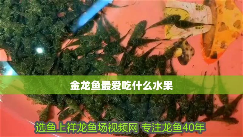 金龍魚最愛吃什么水果