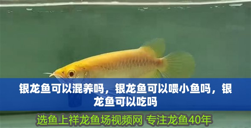 銀龍魚可以混養嗎，銀龍魚可以喂小魚嗎，銀龍魚可以吃嗎