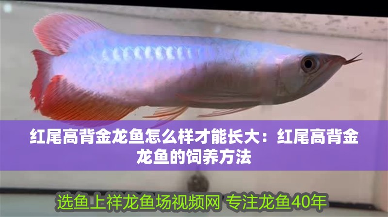 紅尾高背金龍魚怎么樣才能長大：紅尾高背金龍魚的飼養(yǎng)方法