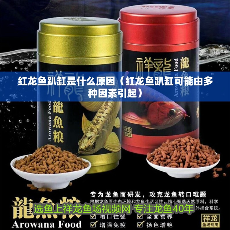 紅龍魚(yú)趴缸是什么原因（紅龍魚(yú)趴缸可能由多種因素引起）