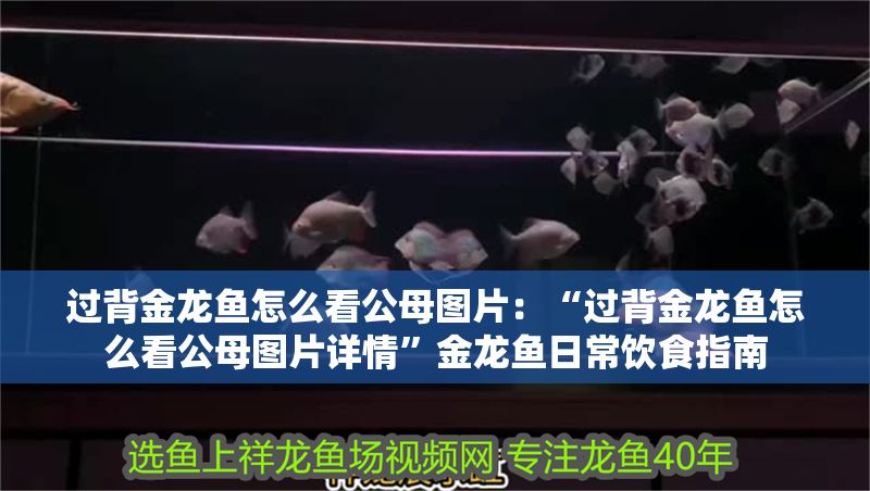 過背金龍魚怎么看公母圖片：“過背金龍魚怎么看公母圖片詳情”金龍魚日常飲食指南