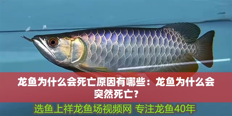 龍魚為什么會死亡原因有哪些：龍魚為什么會突然死亡？