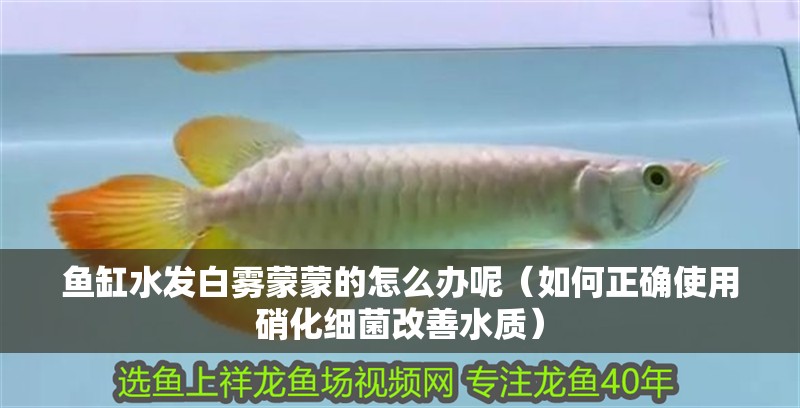 魚缸水發白霧蒙蒙的怎么辦呢（如何正確使用硝化細菌改善水質）