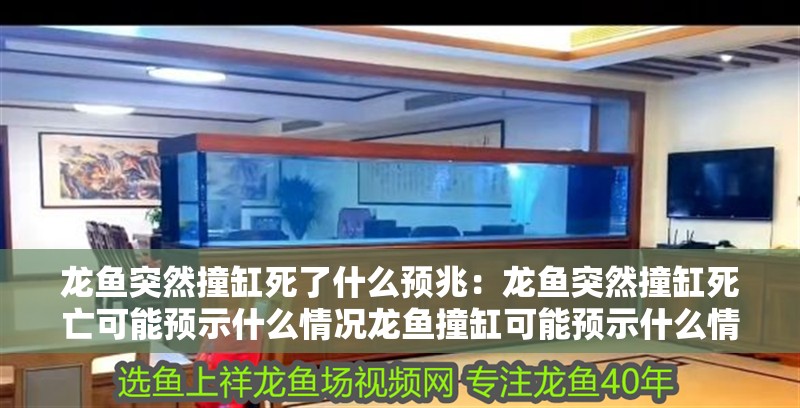 龍魚突然撞缸死了什么預(yù)兆：龍魚突然撞缸死亡可能預(yù)示什么情況龍魚撞缸可能預(yù)示什么情況