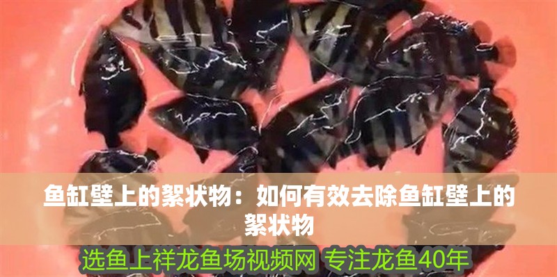 魚缸壁上的絮狀物：如何有效去除魚缸壁上的絮狀物