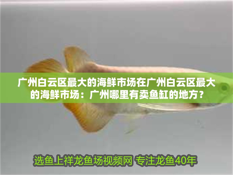 廣州白云區(qū)最大的海鮮市場在廣州白云區(qū)最大的海鮮市場：廣州哪里有賣魚缸的地方？
