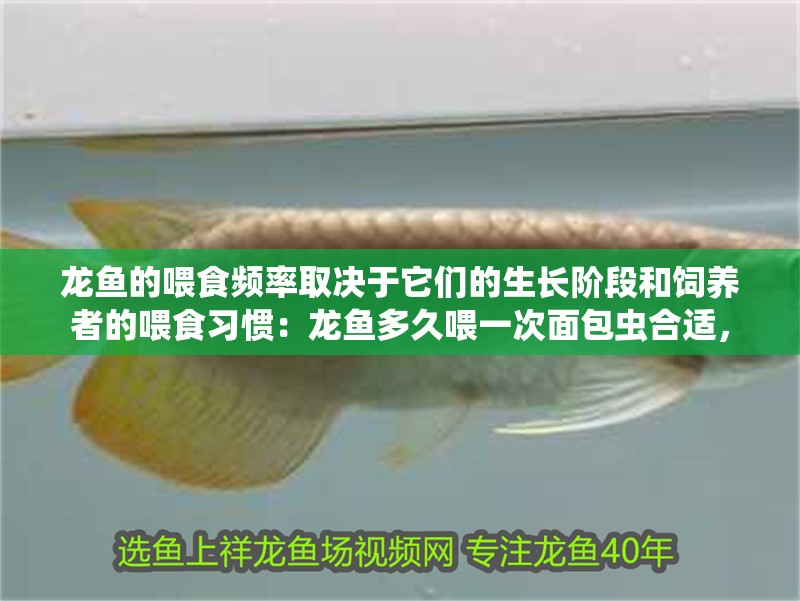 龍魚的喂食頻率取決于它們的生長階段和飼養者的喂食習慣：龍魚多久喂一次面包蟲合適，