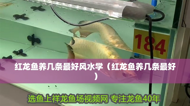 紅龍魚養幾條最好風水學（紅龍魚養幾條最好）