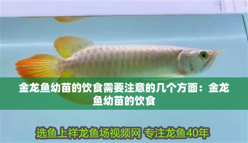 金龍魚(yú)幼苗的飲食需要注意的幾個(gè)方面：金龍魚(yú)幼苗的飲食