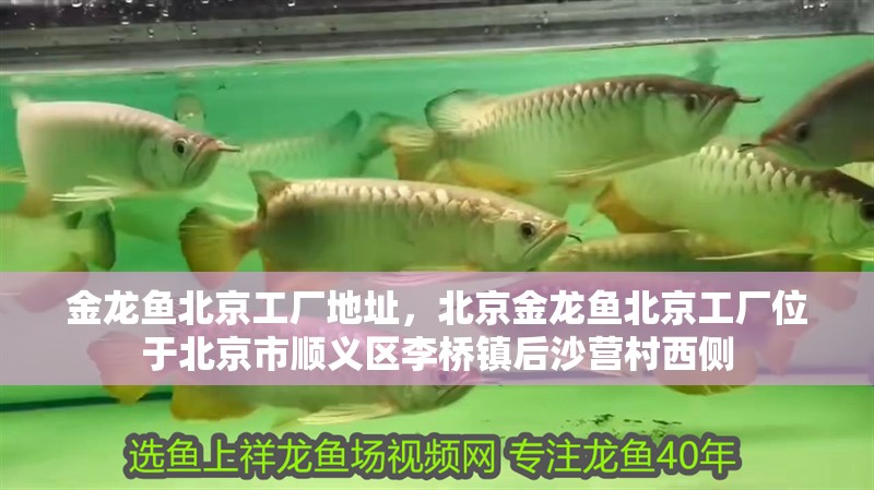 金龍魚北京工廠地址，北京金龍魚北京工廠位于北京市順義區李橋鎮后沙營村西側
