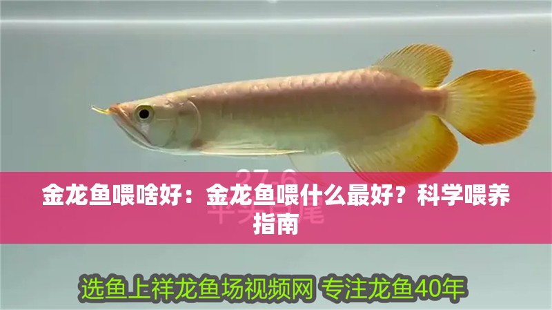 金龍魚喂啥好：金龍魚喂什么最好？科學喂養指南