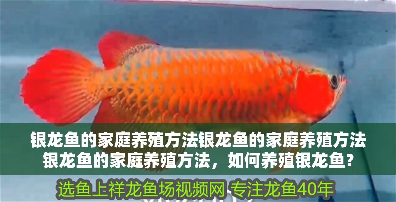 銀龍魚的家庭養殖方法銀龍魚的家庭養殖方法銀龍魚的家庭養殖方法，如何養殖銀龍魚？