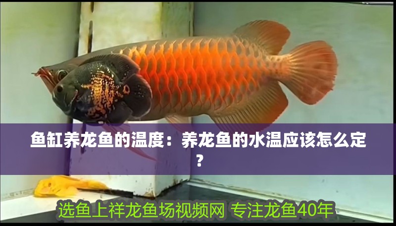 魚缸養龍魚的溫度：養龍魚的水溫應該怎么定？
