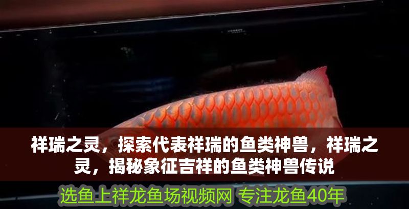 祥瑞之靈，探索代表祥瑞的魚類神獸，祥瑞之靈，揭秘象征吉祥的魚類神獸傳說