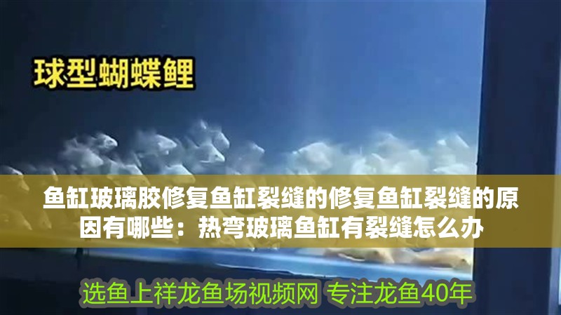 魚(yú)缸玻璃膠修復(fù)魚(yú)缸裂縫的修復(fù)魚(yú)缸裂縫的原因有哪些：熱彎玻璃魚(yú)缸有裂縫怎么辦 魚(yú)缸玻璃膠修復(fù)魚(yú)缸裂縫的修復(fù)魚(yú)缸裂縫的原因有哪些：熱彎玻璃魚(yú)缸有裂縫怎么辦 魚(yú)缸百科