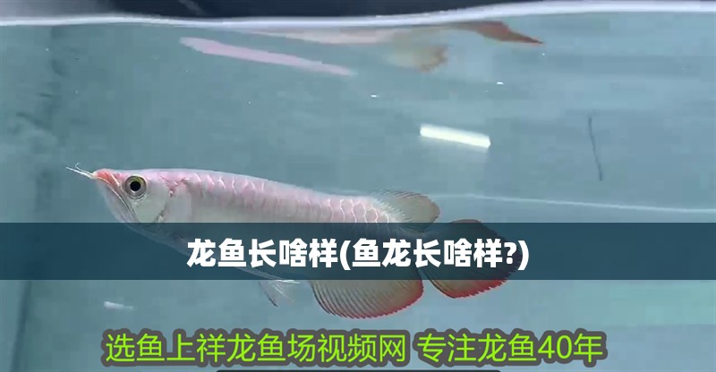 龍魚長啥樣(魚龍長啥樣?)
