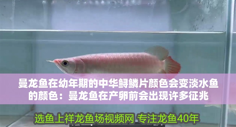 曼龍魚在幼年期的中華鱘鱗片顏色會變淡水魚的顏色：曼龍魚在產卵前會出現許多征兆