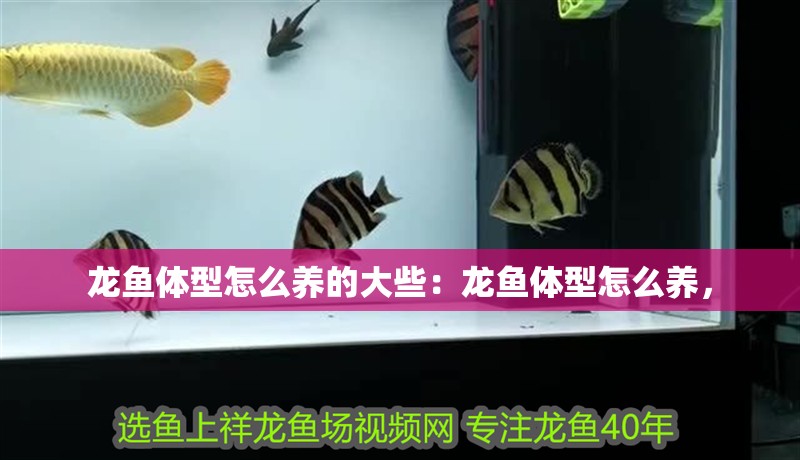 魚缸過(guò)濾器選購(gòu)指南:自制魚缸過(guò)濾器魚缸上置過(guò)濾器對(duì)于養(yǎng)魚愛(ài)好者的必備知識(shí) 龍魚體型怎么養(yǎng)的大些:龍魚體型怎么養(yǎng), 龍魚百科 龍魚體型怎么養(yǎng)的大些:龍魚體型怎么養(yǎng), 龍魚體型怎么養(yǎng)的大些:龍魚體型怎么養(yǎng), 龍魚百科