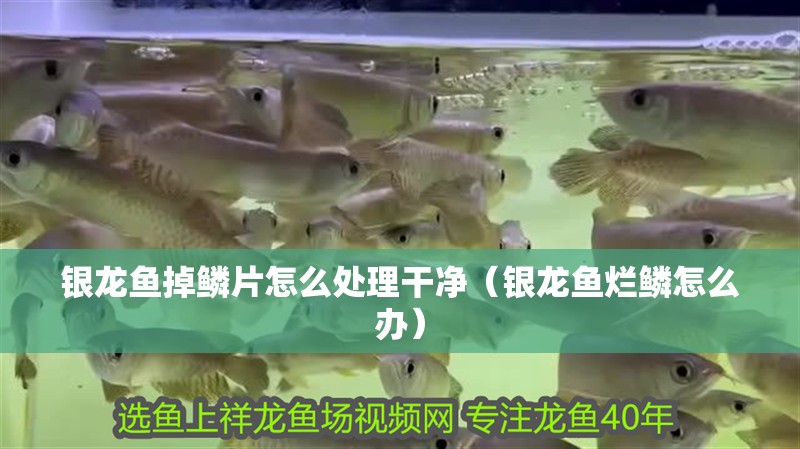 銀龍魚掉鱗片怎么處理干凈（銀龍魚爛鱗怎么辦）