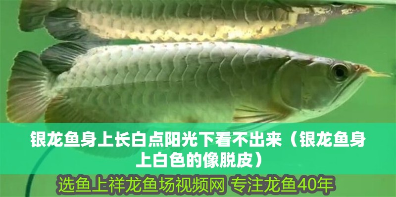 銀龍魚身上長白點(diǎn)陽光下看不出來（銀龍魚身上白色的像脫皮） 銀龍魚身上長白點(diǎn)陽光下看不出來（銀龍魚身上白色的像脫皮） 銀龍魚百科