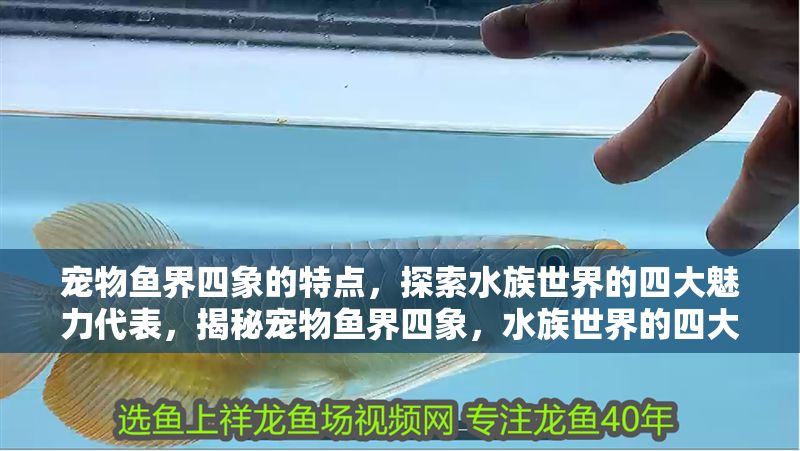 寵物魚界四象的特點，探索水族世界的四大魅力代表，揭秘寵物魚界四象，水族世界的四大魅力代表