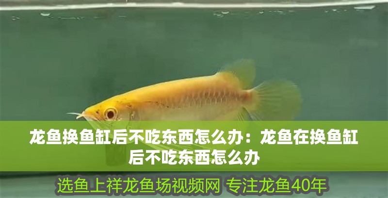 龍魚換魚缸后不吃東西怎么辦：龍魚在換魚缸后不吃東西怎么辦