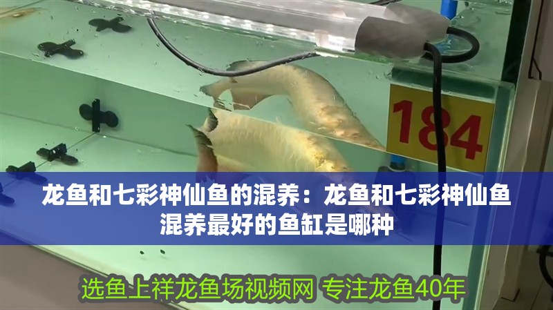 龍魚和七彩神仙魚的混養：龍魚和七彩神仙魚混養最好的魚缸是哪種 龍魚和七彩神仙魚的混養：龍魚和七彩神仙魚混養最好的魚缸是哪種 龍魚百科